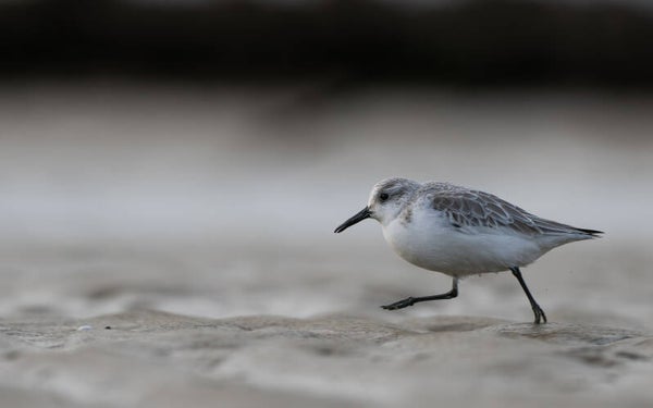 Bécasseau Sanderling