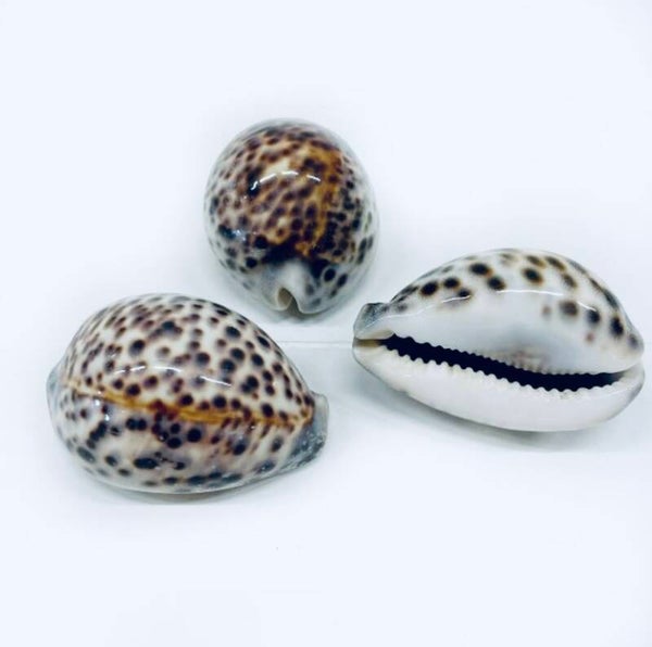 Schelp Cypraea Tigris (SEA-741)