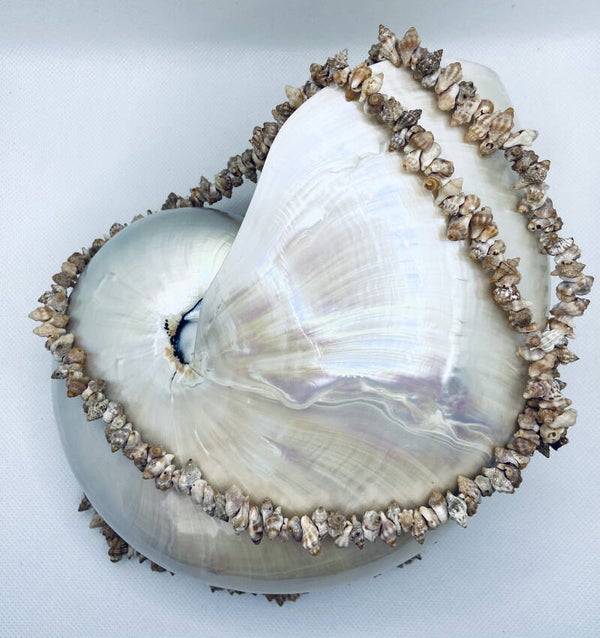 Seychelles Organic Island Treasures (SUN-255)