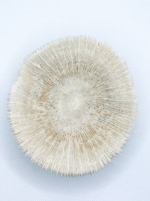 Ronde Witte Koraal (SHL-311)