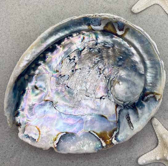 Abalone Schelp Regenboog -  L (SHL-301)