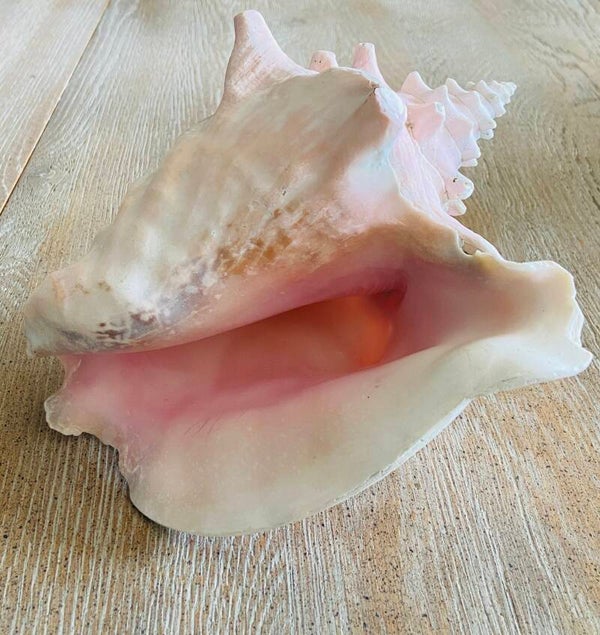 NEW! Conch Schelp Totally Pink (SHL-310R)