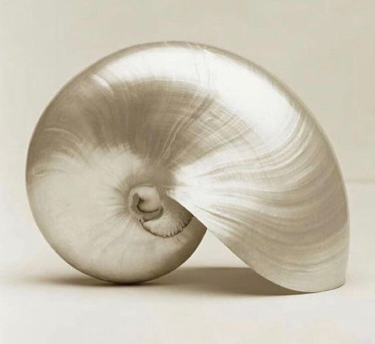 Unieke Nautilus Pompilius Parelmoer Schelp (SHL-315)