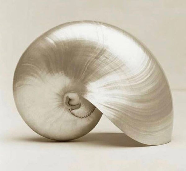 Unieke Nautilus Pompilius Parelmoer Schelp (SHL-315)