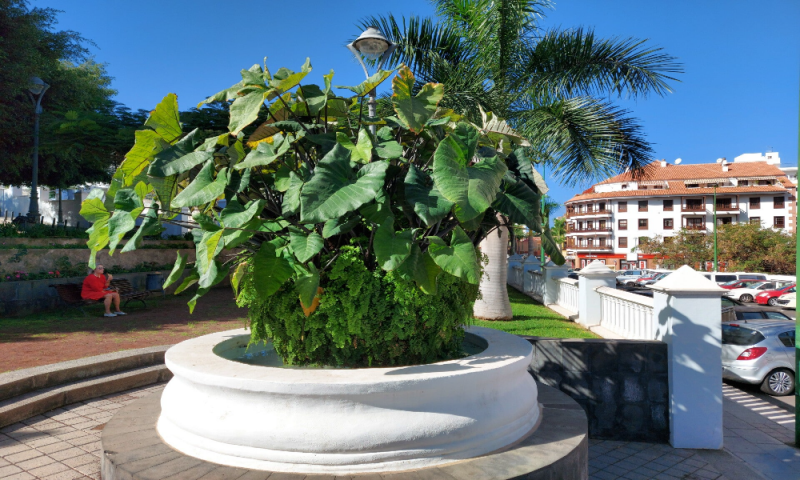 toeristen puerto de la cruz