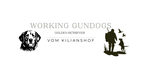 Golden Retriever vom Kilianshof
