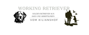 Golden Retriever vom Kilianshof
