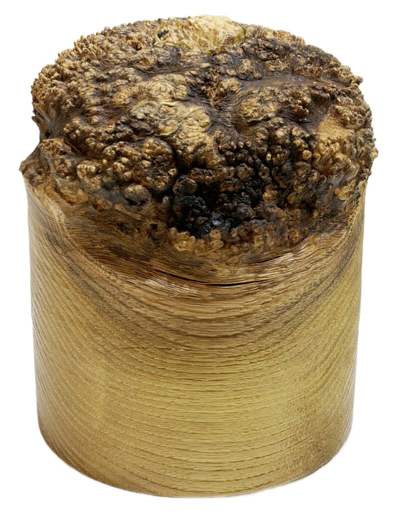 Tier Urne Holz Art. 2683