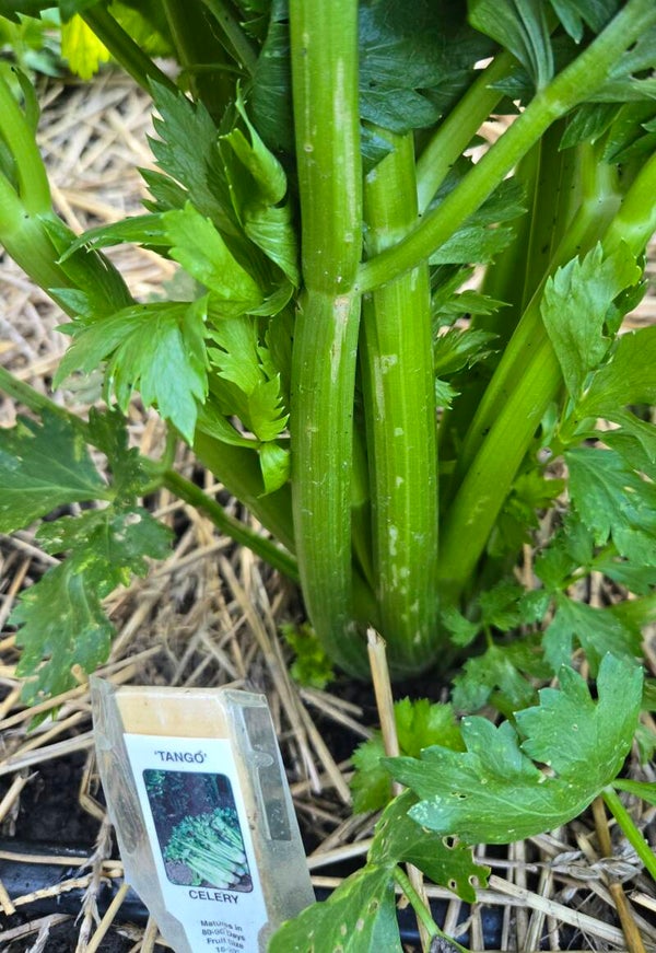 Fresh Garden Celery