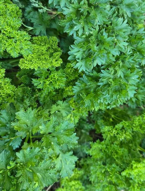 Curled Parsley- 35g