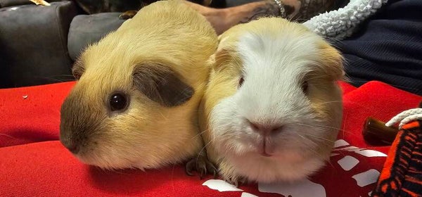 Frankie & Georgie