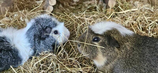 Jimney & Fergus