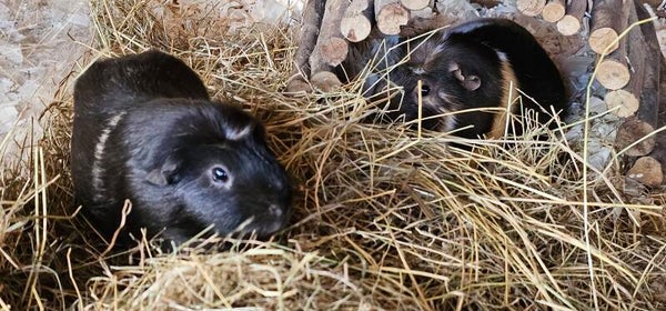 Scabby & Caramel