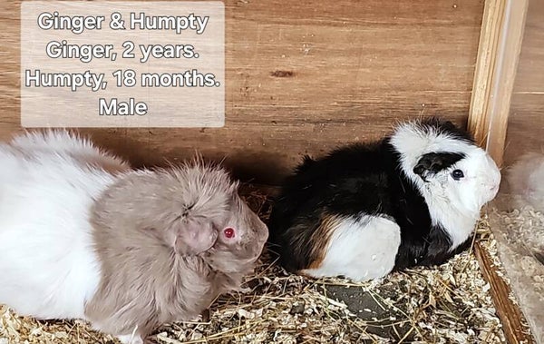 Ginger & Humpty