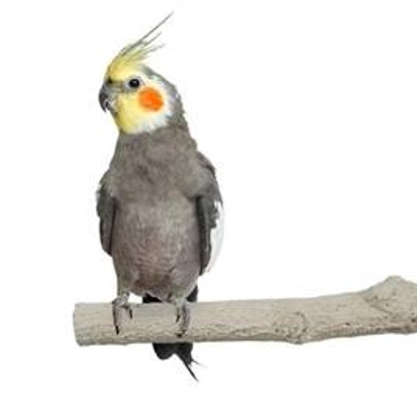 BACK ZOO NATURE SUPER STONE PERCH 18X2,5 CM