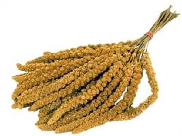 TROSGIERST CHINEES 15 KG