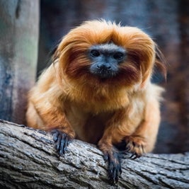 zooparc-overloon-1-standard.jpg