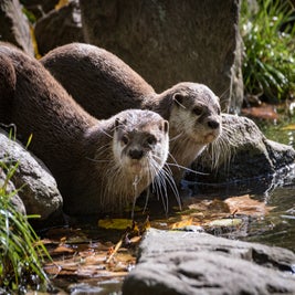zooparc-overloon-12-standard-xt30v3.jpg