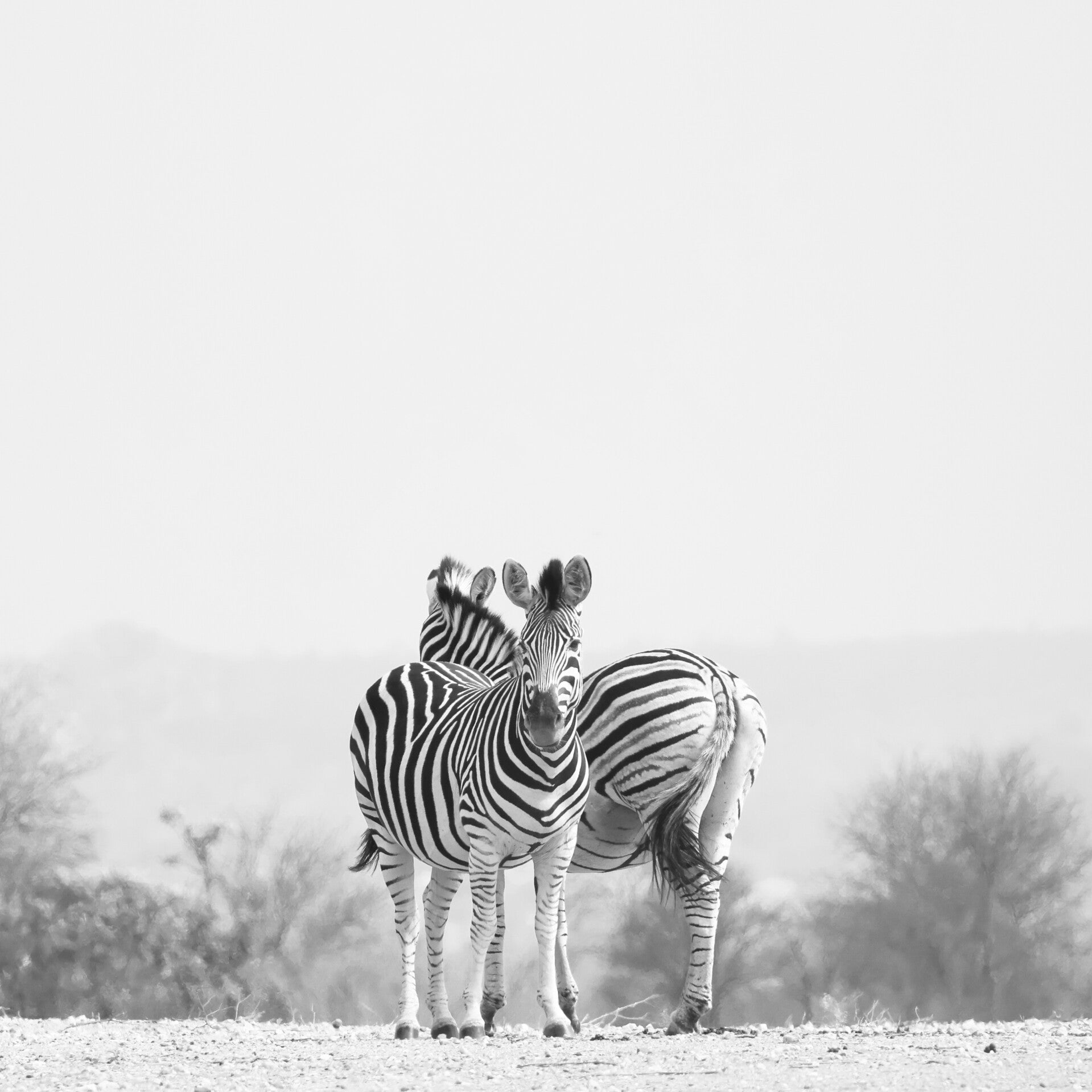 Zebra spotten in Kruger National Park