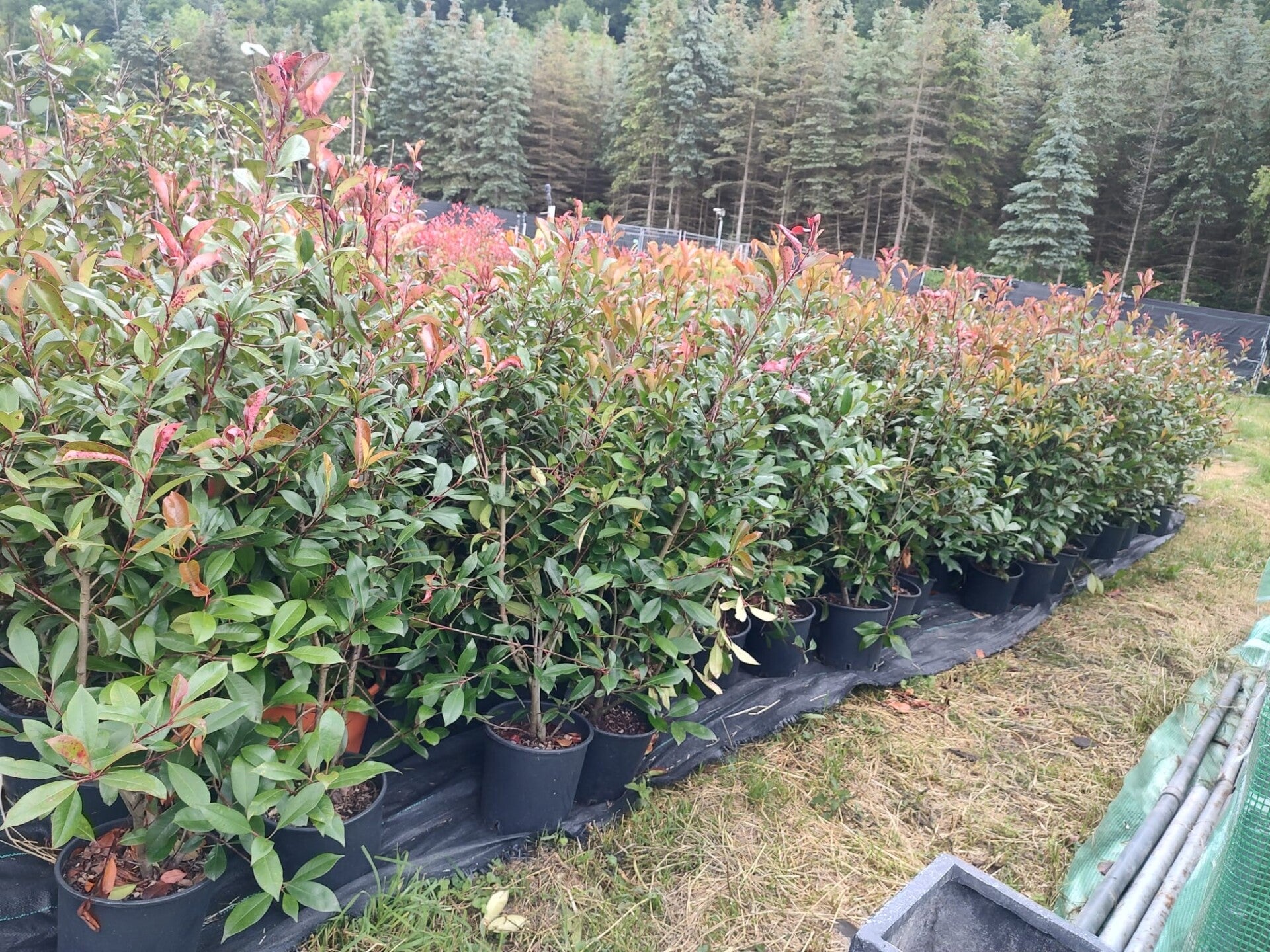 Photinia Red Robin 170 - 200 cm