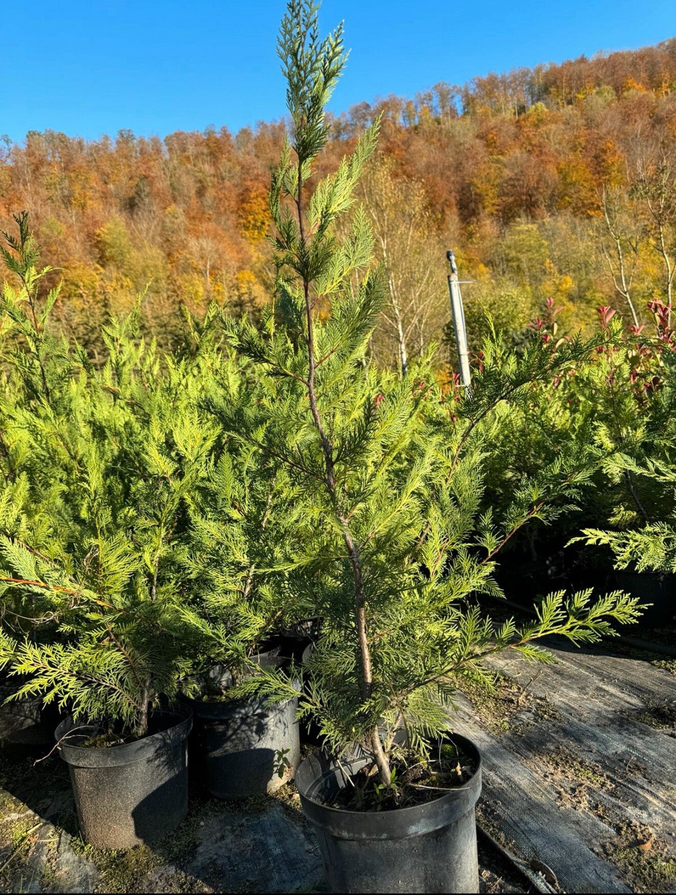 Zypresse Leylandii 130 - 150 cm