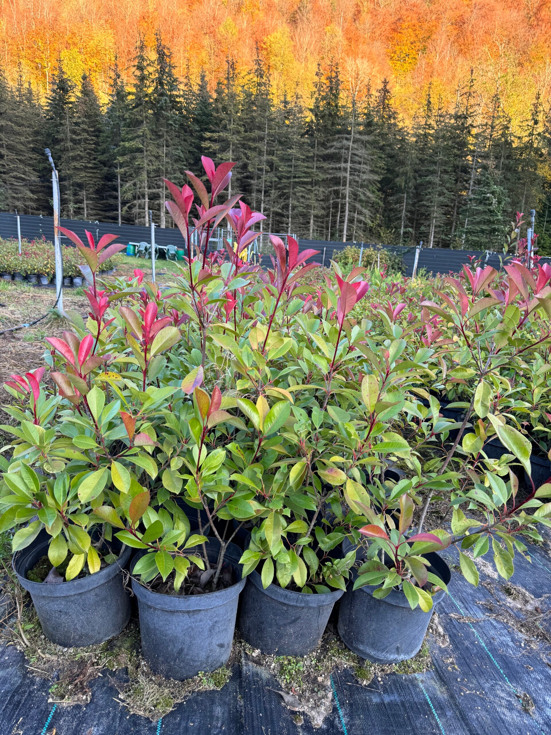 PHOTINIA RED ROBIN 80 - 100 cm