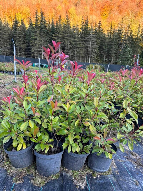PHOTINIA RED ROBIN 80 - 100 cm