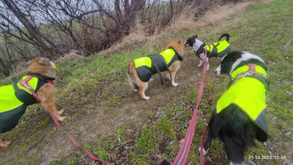 Gassiservice - Haussitting ins Körbchen
