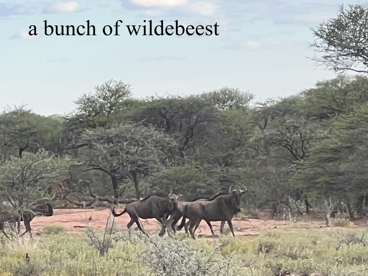 Timbila the game reserve Afrika 2023 a journey to myself