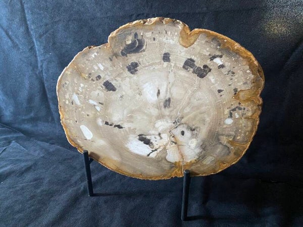 Zeldzaam plak versteend hout