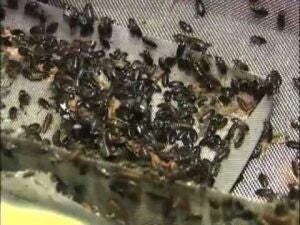 Starter Colony – 50 Beetles