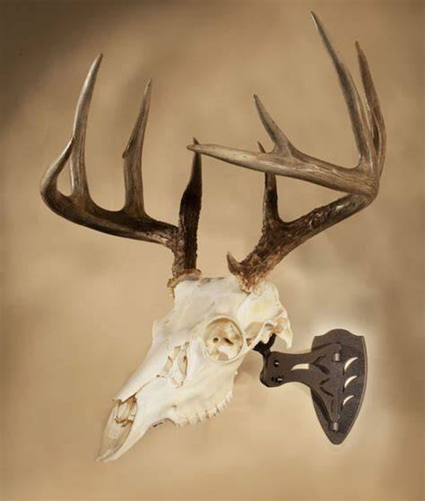 Medium Skull Cleaning (Deer, Coyote, Medium Game)