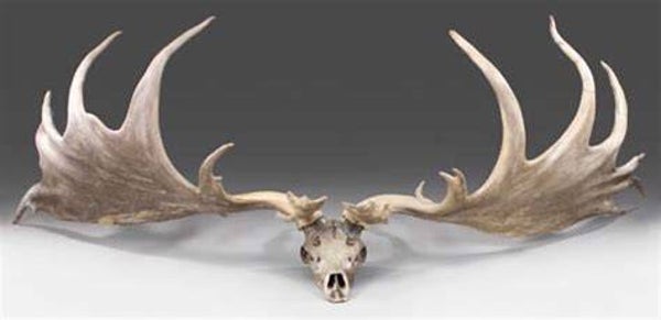 Large Skull Cleaning (Elk, Moose, Large Predators)