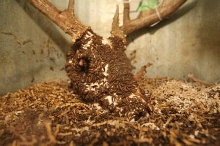 Large Colony – 500+ Beetles