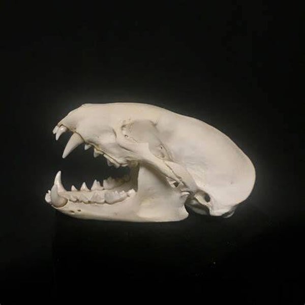 Small Skull Cleaning (Raccoon, Fox, Small Game)