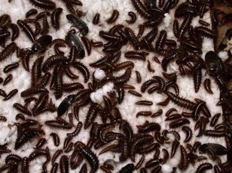 Medium Colony – 200 Beetles