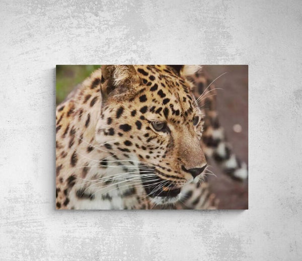 LEOPARD