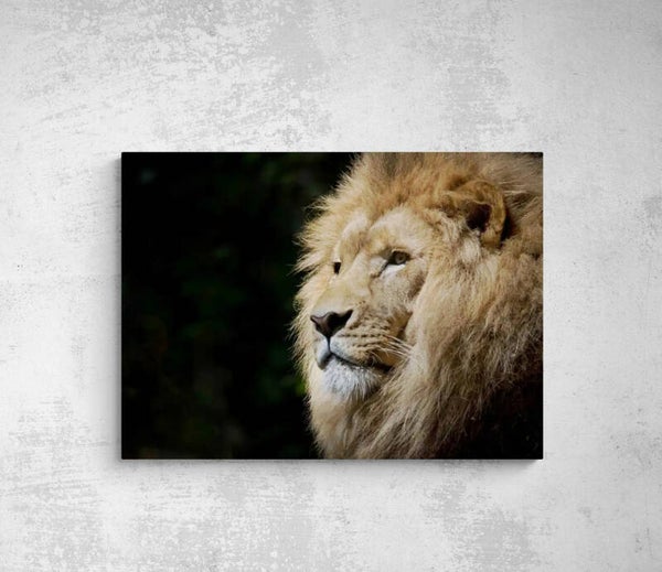 LION 3/4