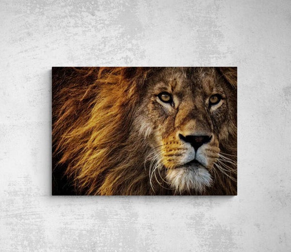 ROI LION