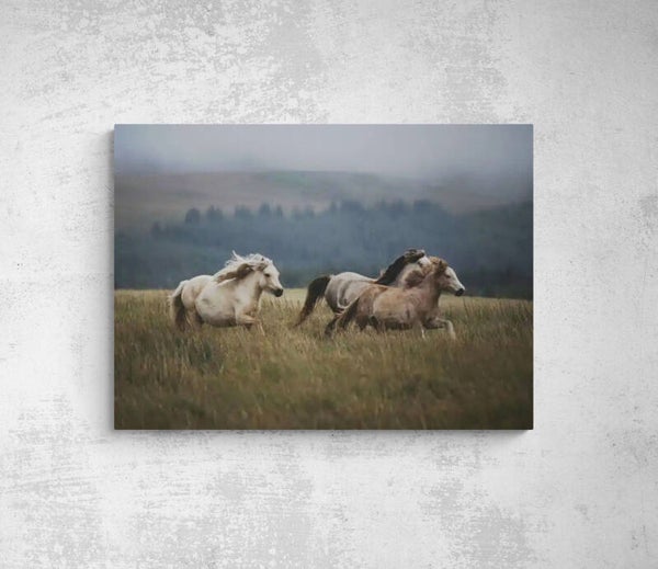 CHEVAUX 3