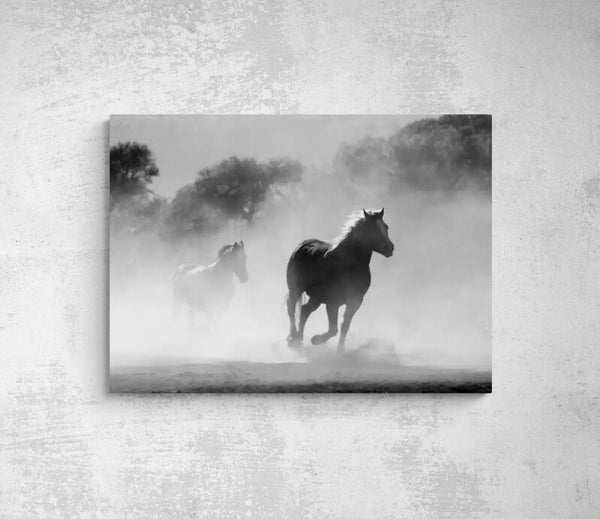 MUSTANG Noir et Blanc