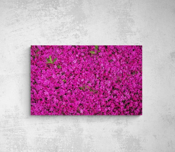 Fleurs de PHLOX
