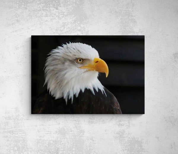 AIGLE