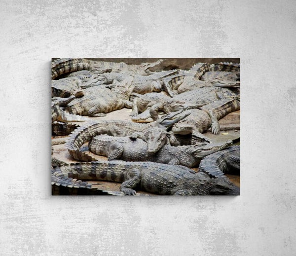CROCODILES
