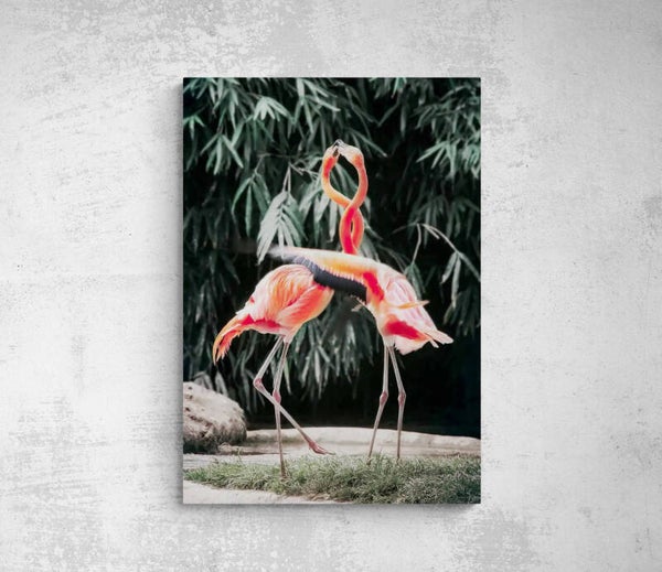 FLAMANDS rose