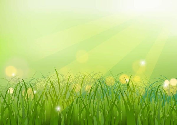 RAYONS DE SOLEIL sur gazon