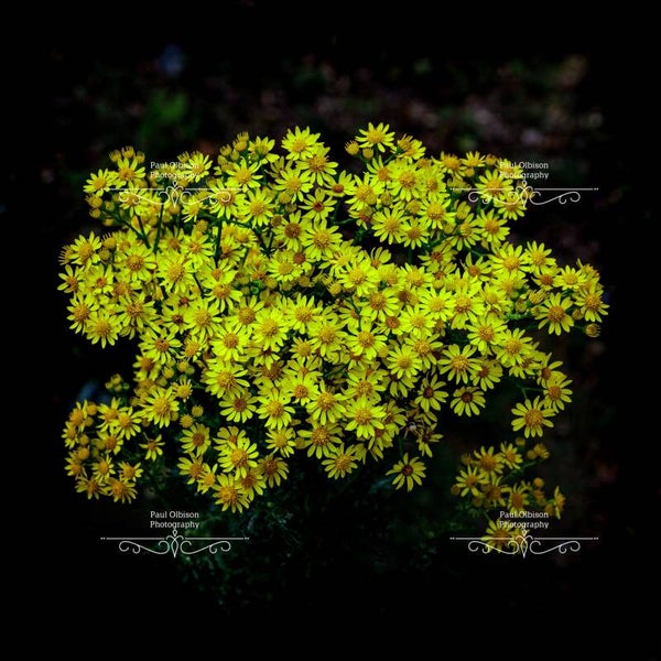 Yellow flowers