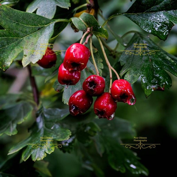 Red berries