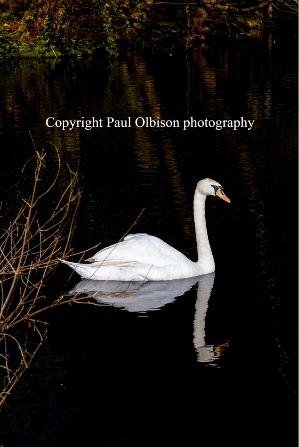 Swans 4