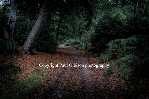Woodland walk